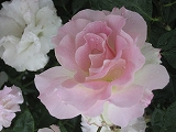 f0139520_7285110.jpg
