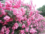 f0139520_728737.jpg