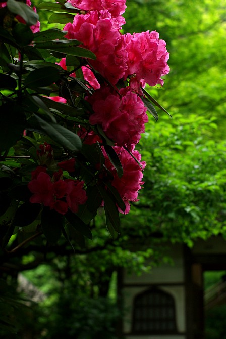2009-5-18　花咲く鎌倉にて_c0136330_13305251.jpg