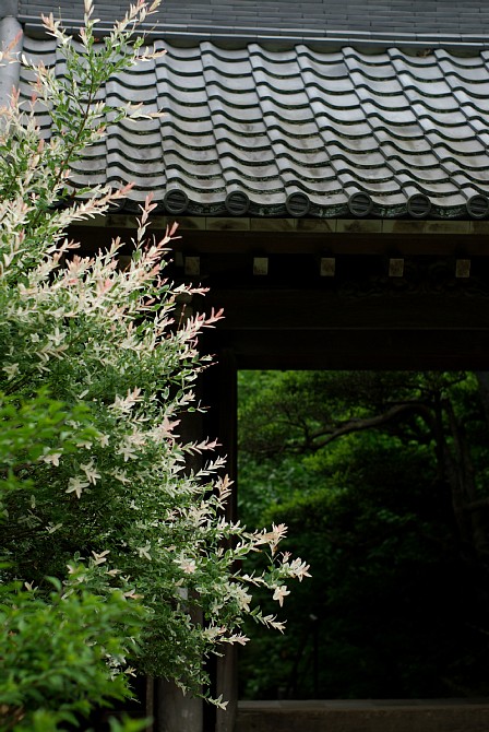 2009-5-18　花咲く鎌倉にて_c0136330_13314235.jpg