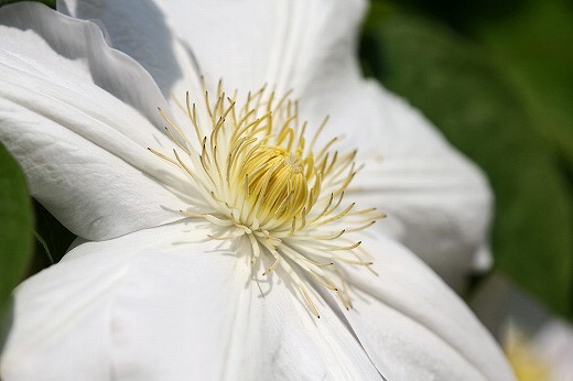 風の道の花_d0029333_20353392.jpg