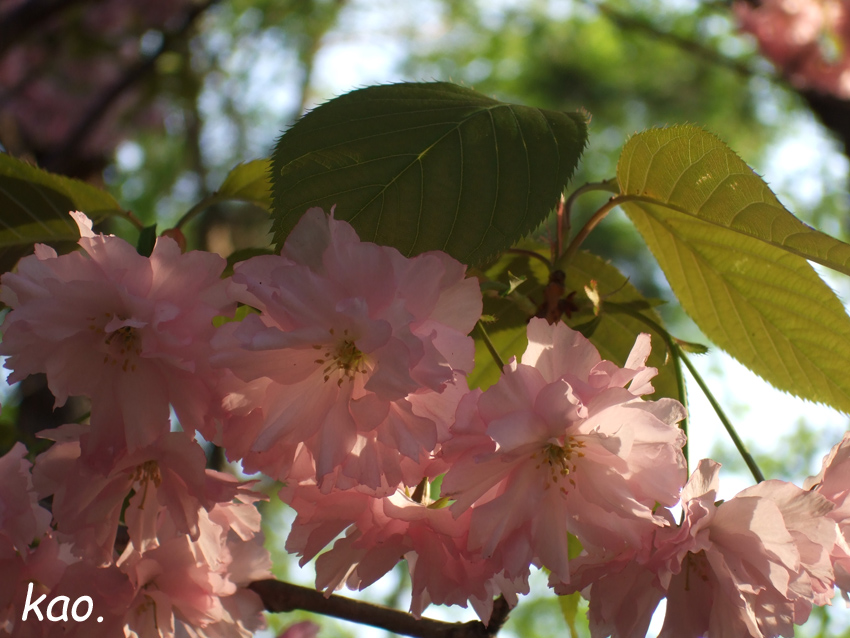 桜の終わる頃。_b0164651_22482768.jpg