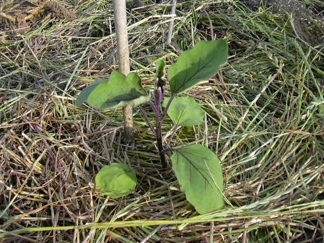 夏野菜の苗を購入_b0139862_23363348.jpg