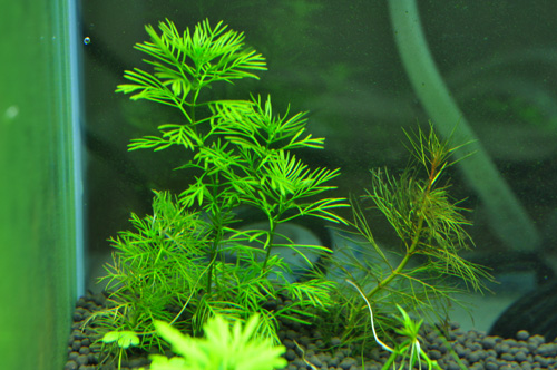 カスタムソイル 麦飯石パワーソイル マスターサンド育成実験 2週目 Aqualiving カスタムソイル 麦飯石パワーソイル マスターサンド育成実験 2週目 Aqualiving