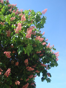 e0103663_65696.jpg