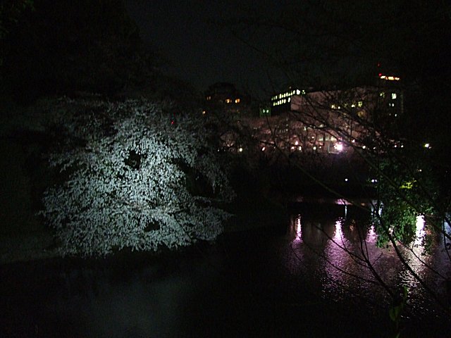 千鳥ヶ淵の夜桜を見る_a0015766_23145847.jpg