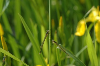 初夏の池の辺_d0140867_1712737.jpg