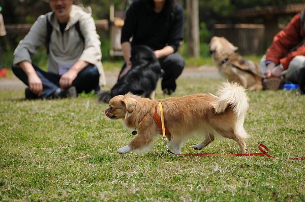 チベタンスパニエルオフ 128 hana_c0109780_2150172.jpg