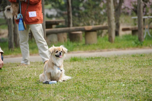チベタンスパニエルオフ 130 クロチ_c0109780_2201679.jpg