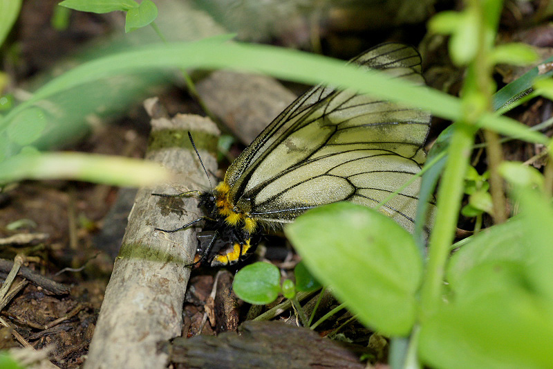 ウスバシロチョウ♀の探索（5月10日）_f0090680_23511123.jpg