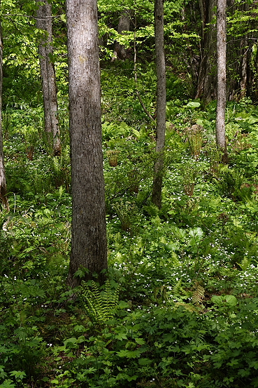 e0165983_163574.jpg