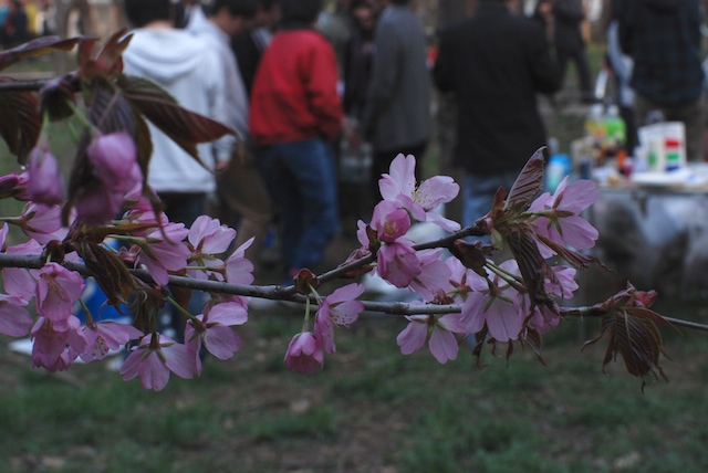 花見の桜_f0126483_20285251.jpg