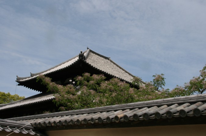 新緑の東大寺_c0144185_9334480.jpg