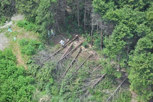 富士山静岡空港、立ち木の伐採～最後はひのき(最終的に179本)_c0160488_1939759.jpg