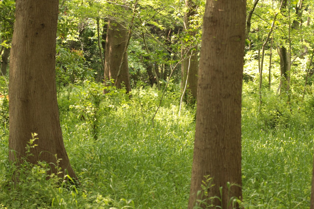 【水元公園の風景編（その３）＆花編】_e0167295_146233.jpg