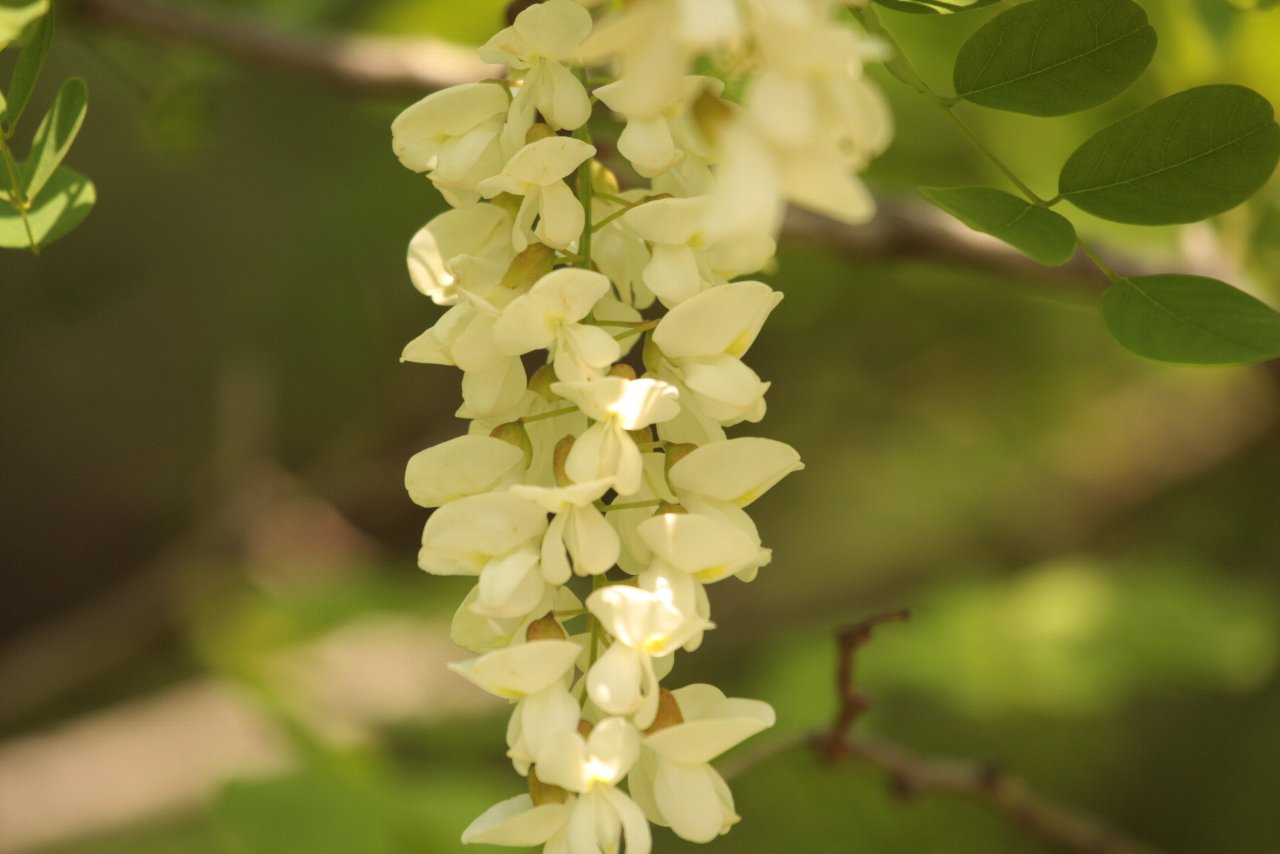 【水元公園の風景編（その３）＆花編】_e0167295_1463868.jpg