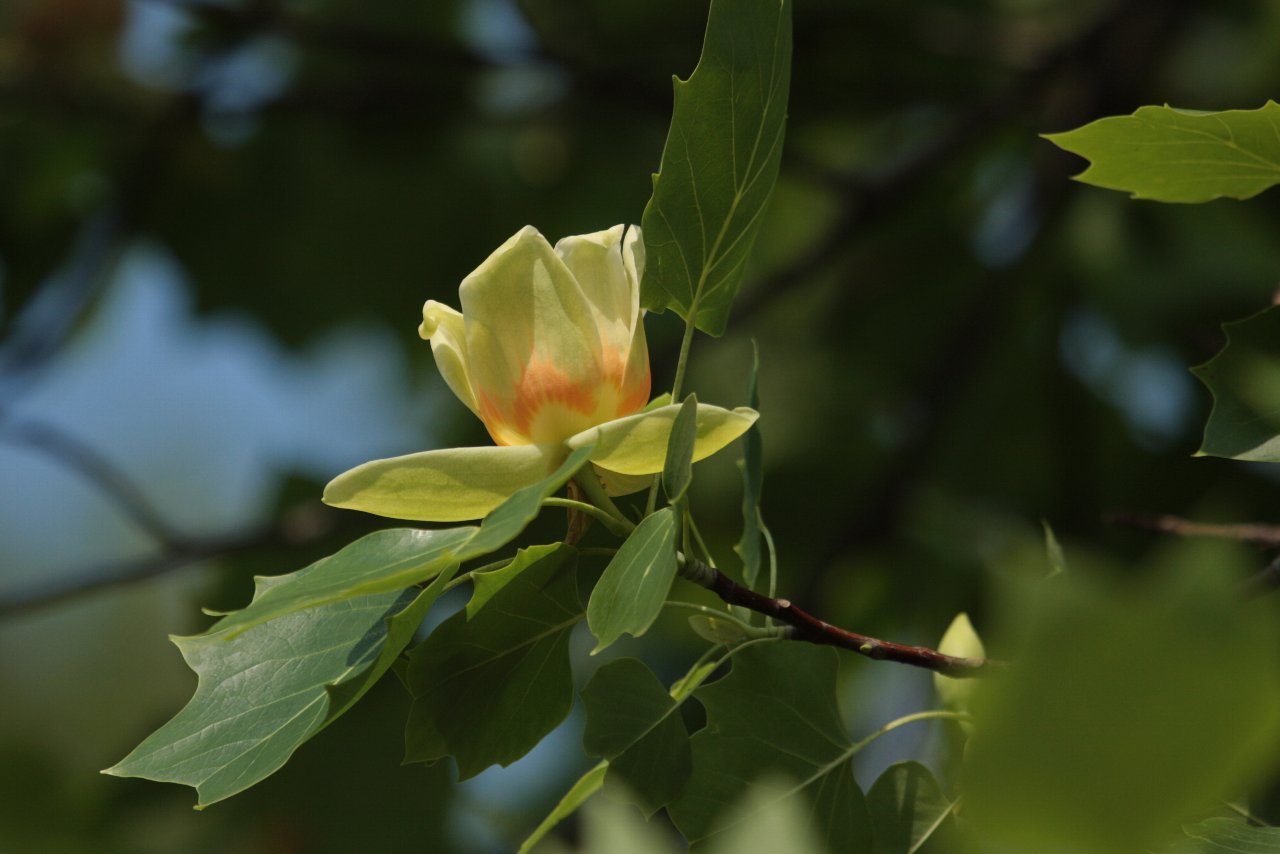 【水元公園の風景編（その３）＆花編】_e0167295_1464631.jpg