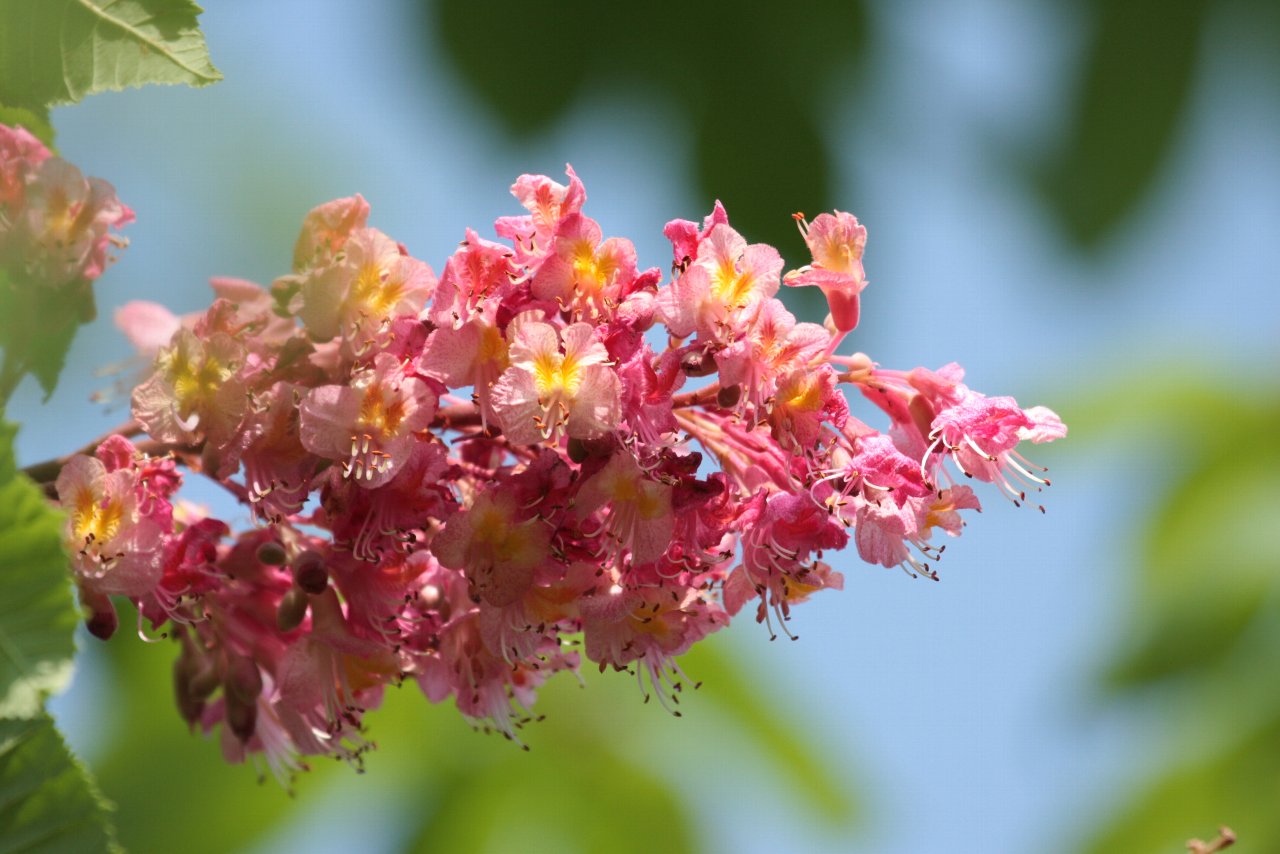 【水元公園の風景編（その３）＆花編】_e0167295_2305155.jpg