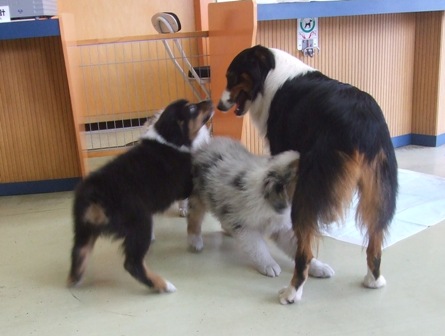 今日のお友達　AND　オーストラリアンシェパードの子犬達！！_f0077697_1841455.jpg