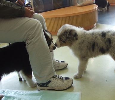 今日のお友達　AND　オーストラリアンシェパードの子犬達！！_f0077697_189399.jpg