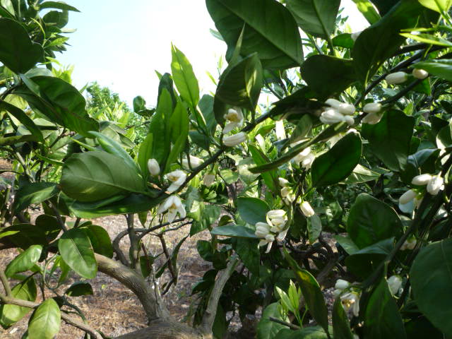 伊豆の香り　初夏_f0101201_2037833.jpg