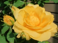d0144402_1127610.jpg