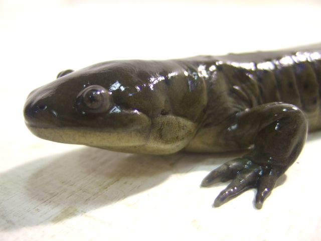 トウブタイガーサラマンダー 7500 爬虫類 販売 専門店 飼育相談 関西レプタイルプロ トウブタイガーサラマンダー 7500 爬虫類 販売 専門店 飼育相談 関西レプタイルプロ