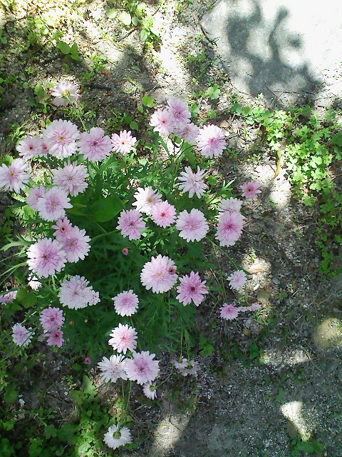e0004311_15311629.jpg
