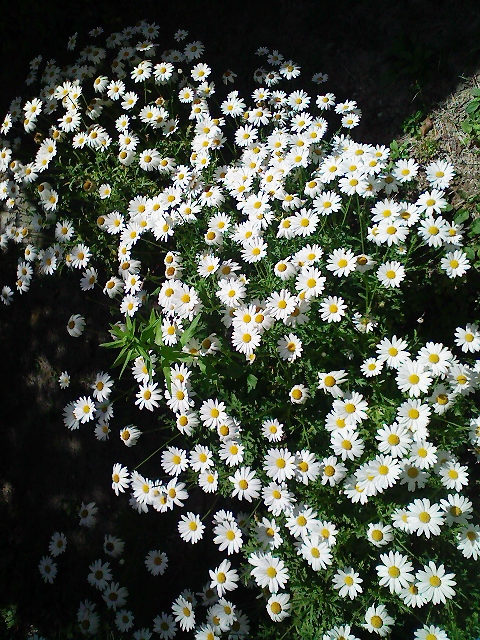 e0004311_1572412.jpg