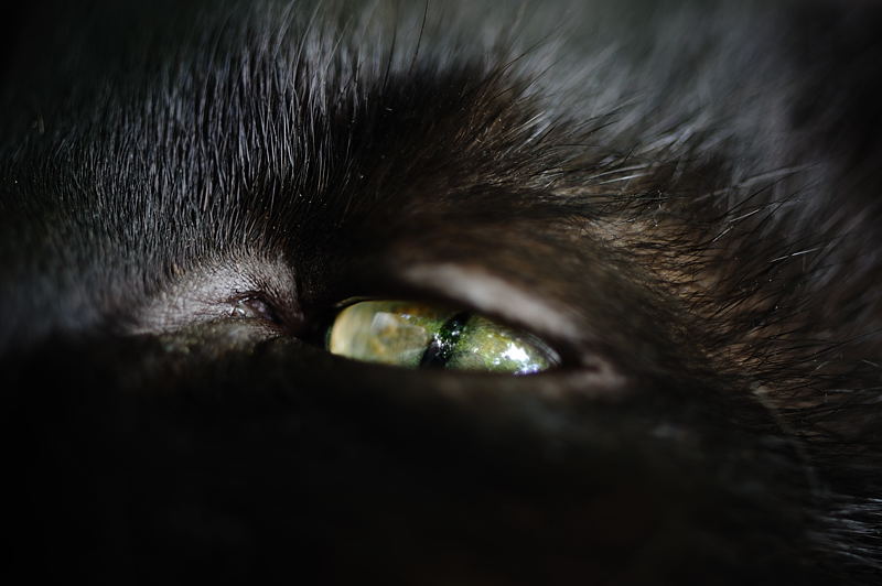 街角ニャンコ・黒猫_f0032011_19122741.jpg