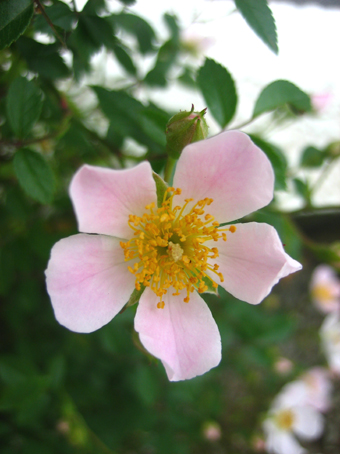 バラになった少女 のぞみ 暮らしの中に優しい時間