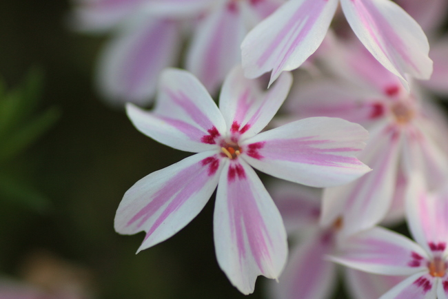 白とピンクの春の花 Pot Pourri 写真館