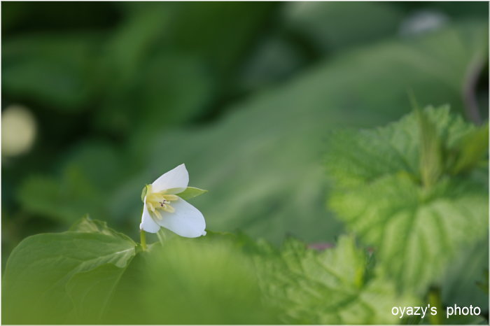 野の花_a0071514_21462331.jpg