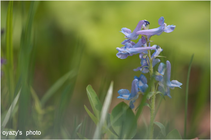 野の花_a0071514_21464098.jpg