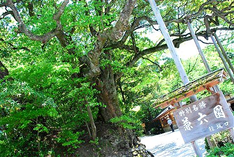 萌ゆる緑に包まれて。_c0116714_8322788.jpg