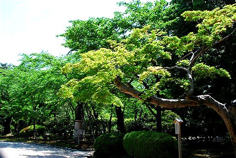 萌ゆる緑に包まれて。_c0116714_8324285.jpg