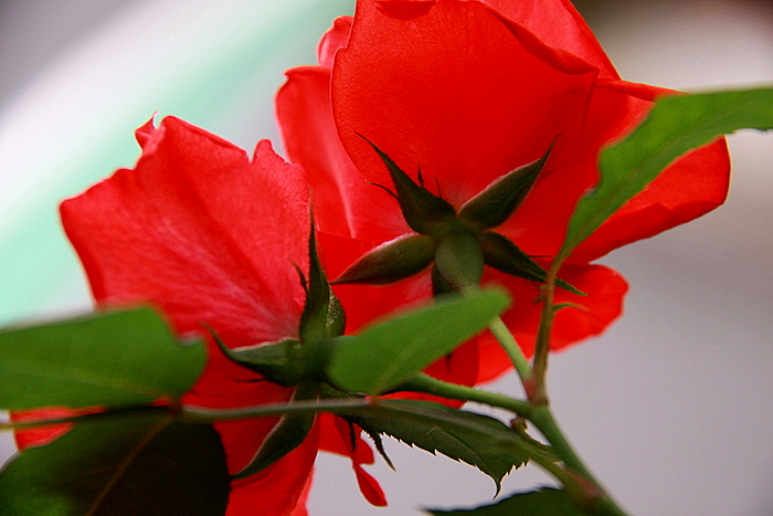 b0165522_1737557.jpg