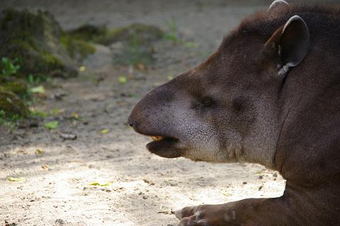 初めての上野動物園 アメリカバグ カピバラ お散歩日和 初めての上野動物園 アメリカバグ カピバラ お散歩日和