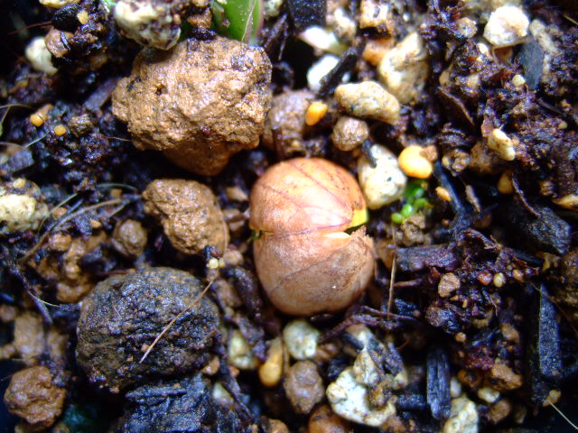 桃太郎??....落花生の育て方.....発芽編_b0137932_18211981.jpg