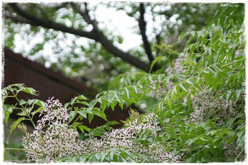 栴檀（センダン）の花が咲いていました_e0052135_21594647.jpg