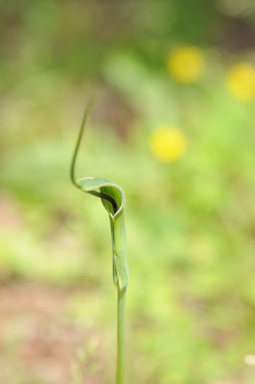 珍しい植物_e0054635_10115049.jpg