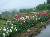 f0167635_629321.jpg
