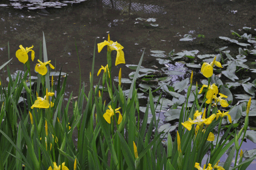 c0093046_6283170.gif