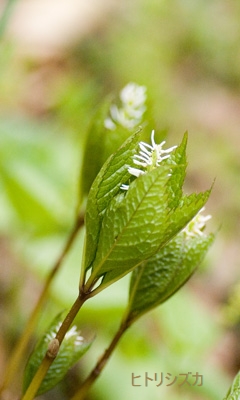 男山自然公園の花と木_a0112747_10335939.jpg