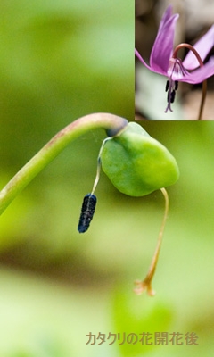 男山自然公園の花と木_a0112747_10355447.jpg