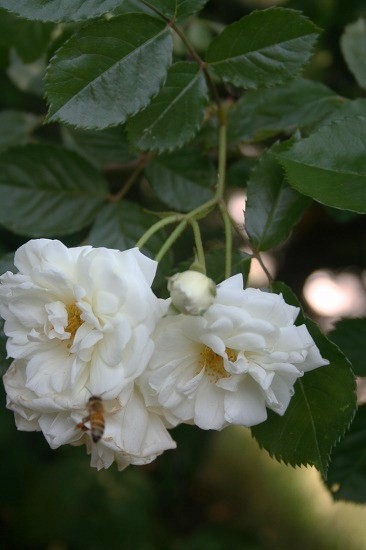 e0126350_9404941.jpg