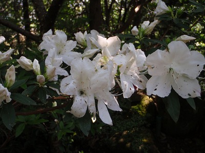 太郎坊山～箕作山はのんびりゆったり♪_c0097754_2143182.jpg