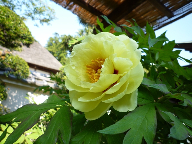 やっぱりお花！！…_b0093660_2333391.jpg