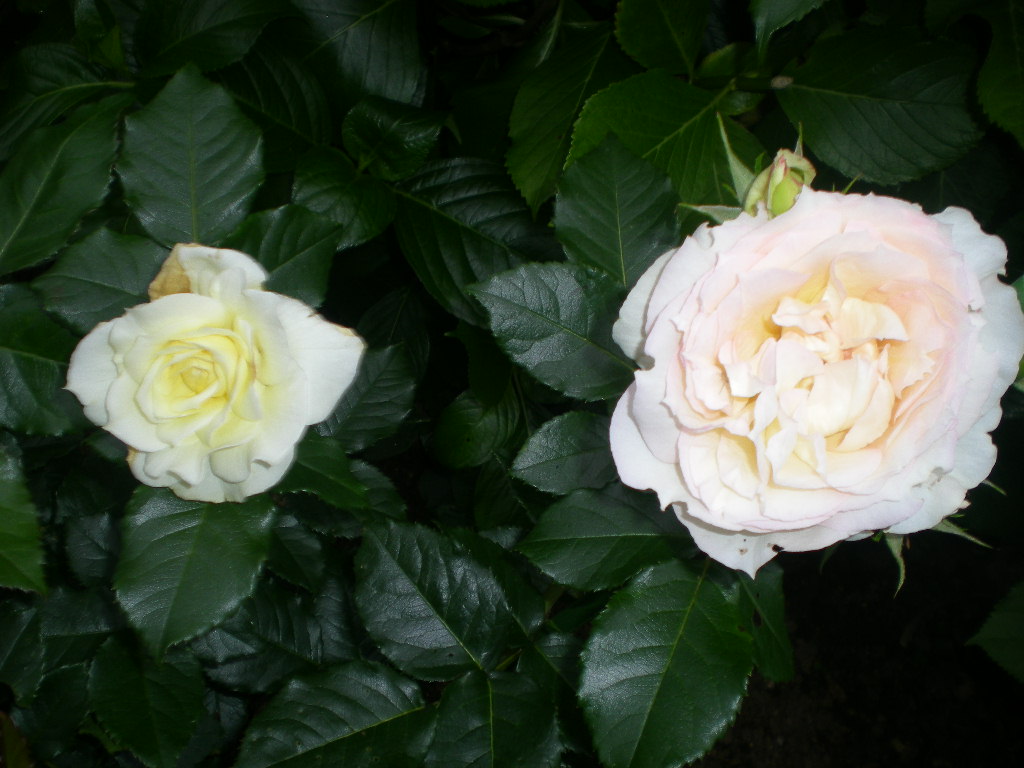 2009年5月19日(火)ゴージャスな薔薇風呂!!!_f0060461_20404910.jpg