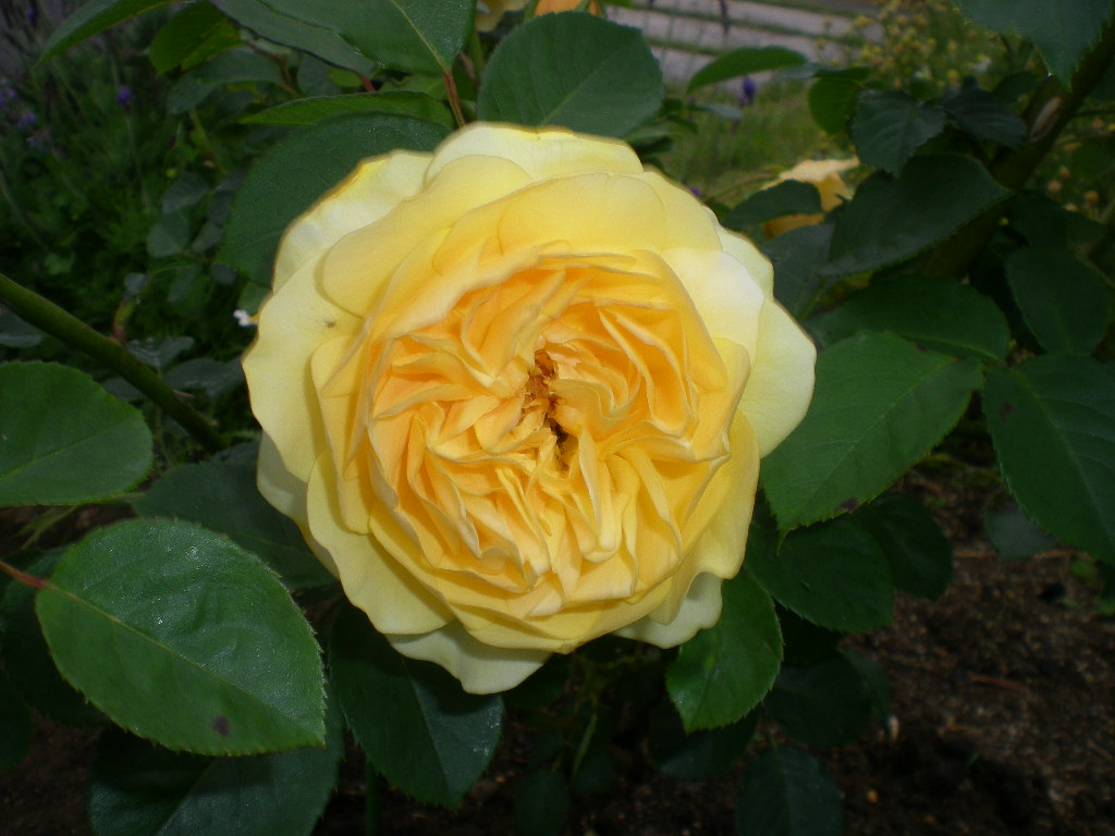 2009年5月19日(火)ゴージャスな薔薇風呂!!!_f0060461_20441833.jpg